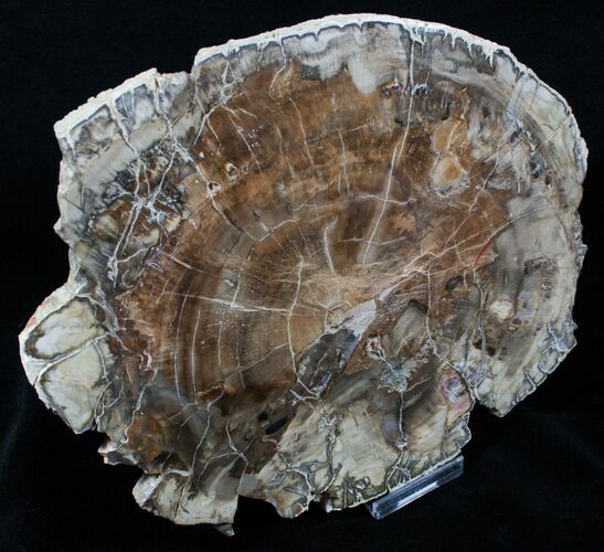 Beautiful x Inch Araucaria Petrified Wood Slab #3948